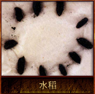 pic/qtyz/2/水稻.jpg